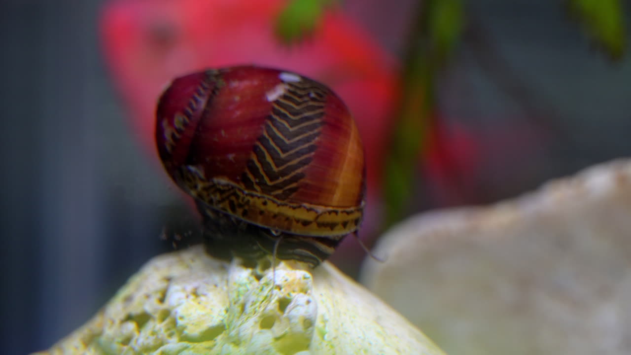 un caracol nerite corredor rojo se alimenta en un acuario con un pez en el fondo