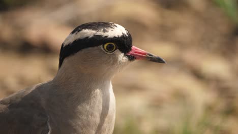 Closeup,-Head-of-Crowned-Lapwing-Bird,-Vanellus-Coronatus,-Profile-View