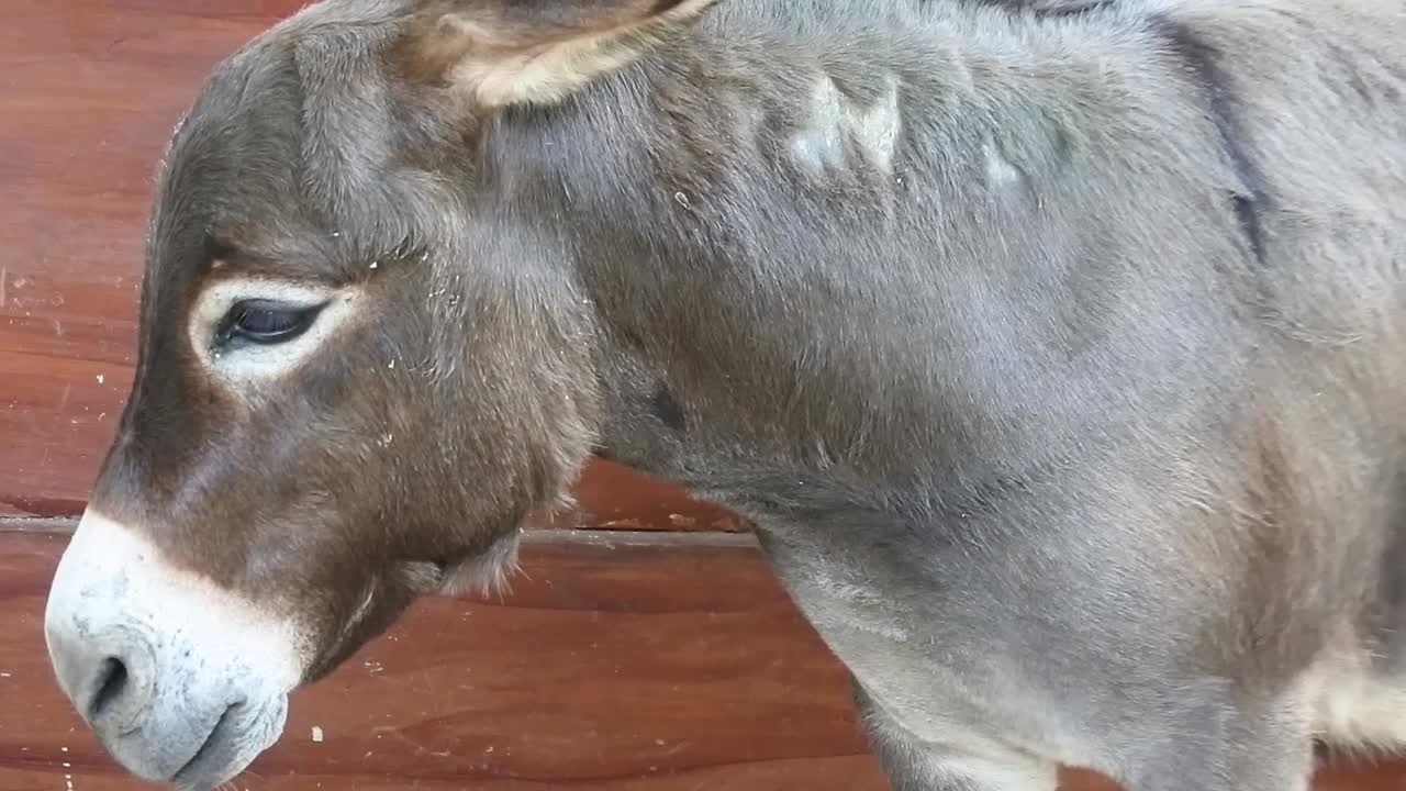 시골의 농장에서 그의 창고에서 귀여운 포니