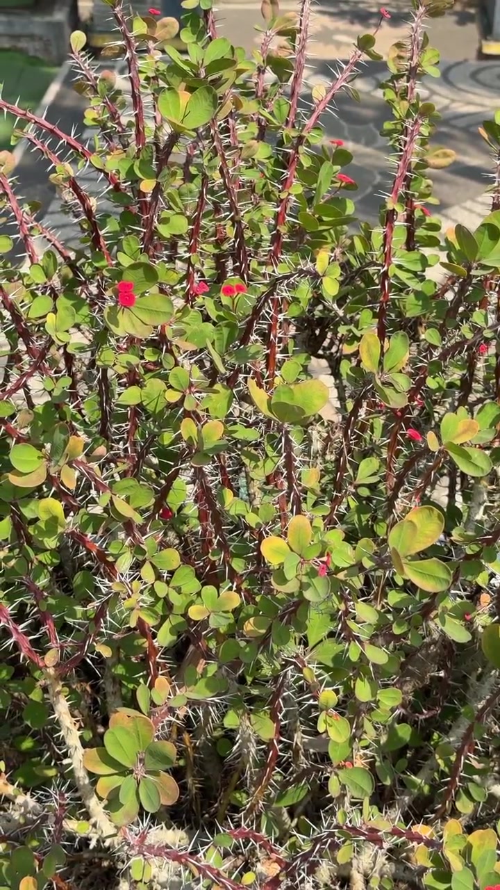 Pianta Spina di Cristo con fiori rossi e spine affilate.