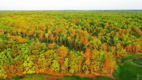 stunning aerial drone shot of a wild swamp forest in maine. green trees, leafy branches, marsh flora, creeks, rivers, and ponds fill this outdoor wetland wilderness. summer nature environment daylight