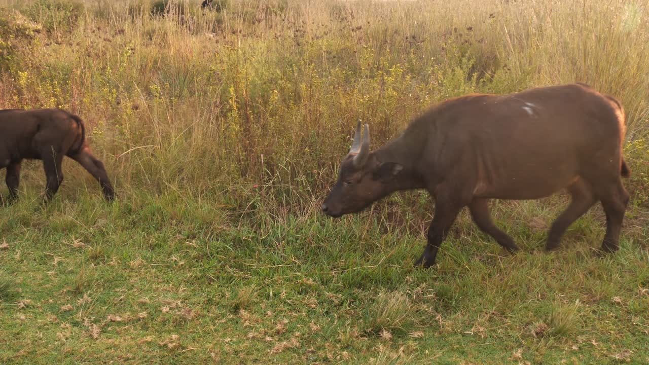 Un cucciolo di bufalo cammina tra il gregge.