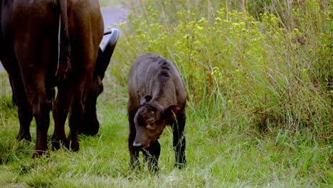 closeup of african buffalo calf with its mother