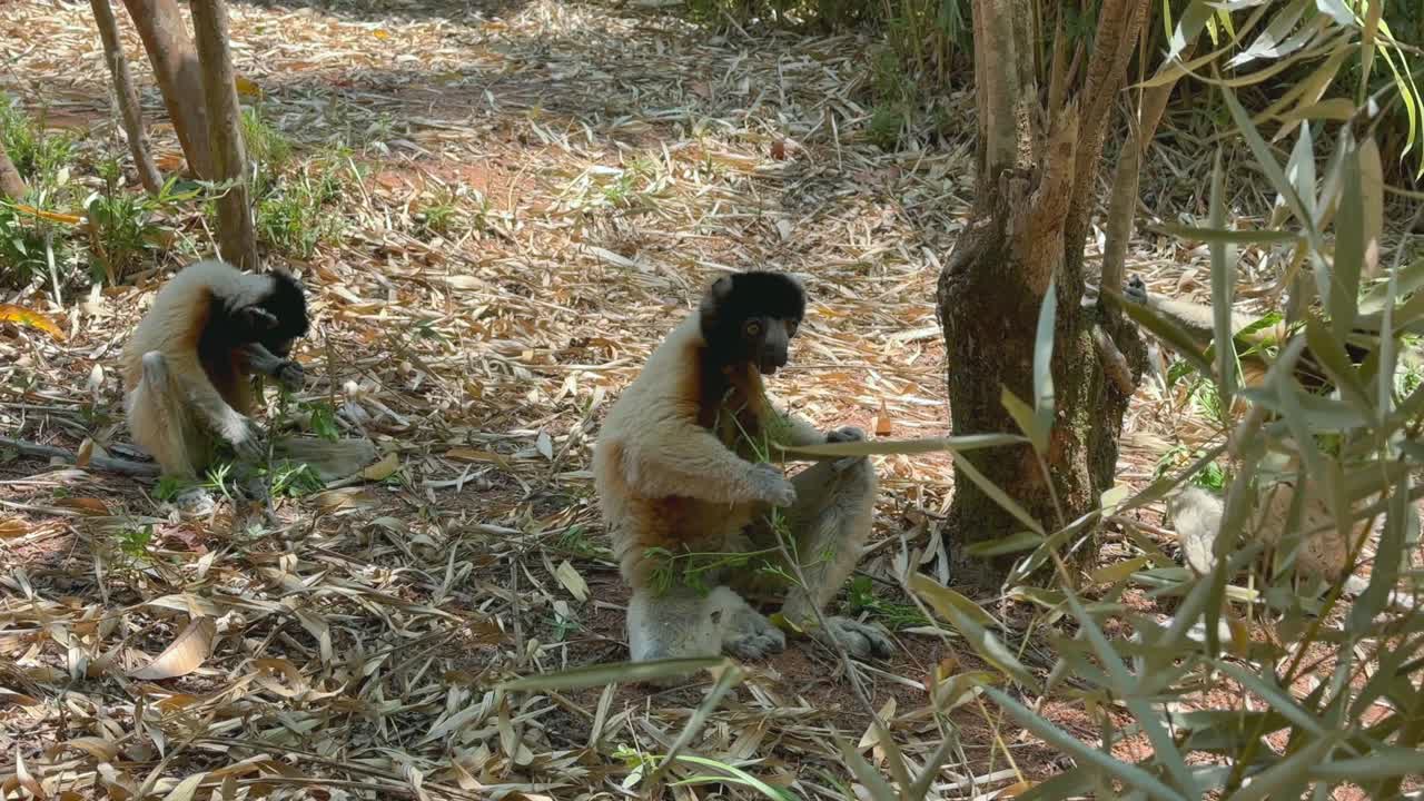 地面に座って葉を食べている、シファカ (Propithecus coronatus)。マダガスカル。
