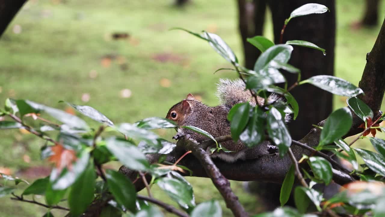 Small squirrel resting on a bonzai in tree Golden Gate Park San Francisco STATIC SHOT