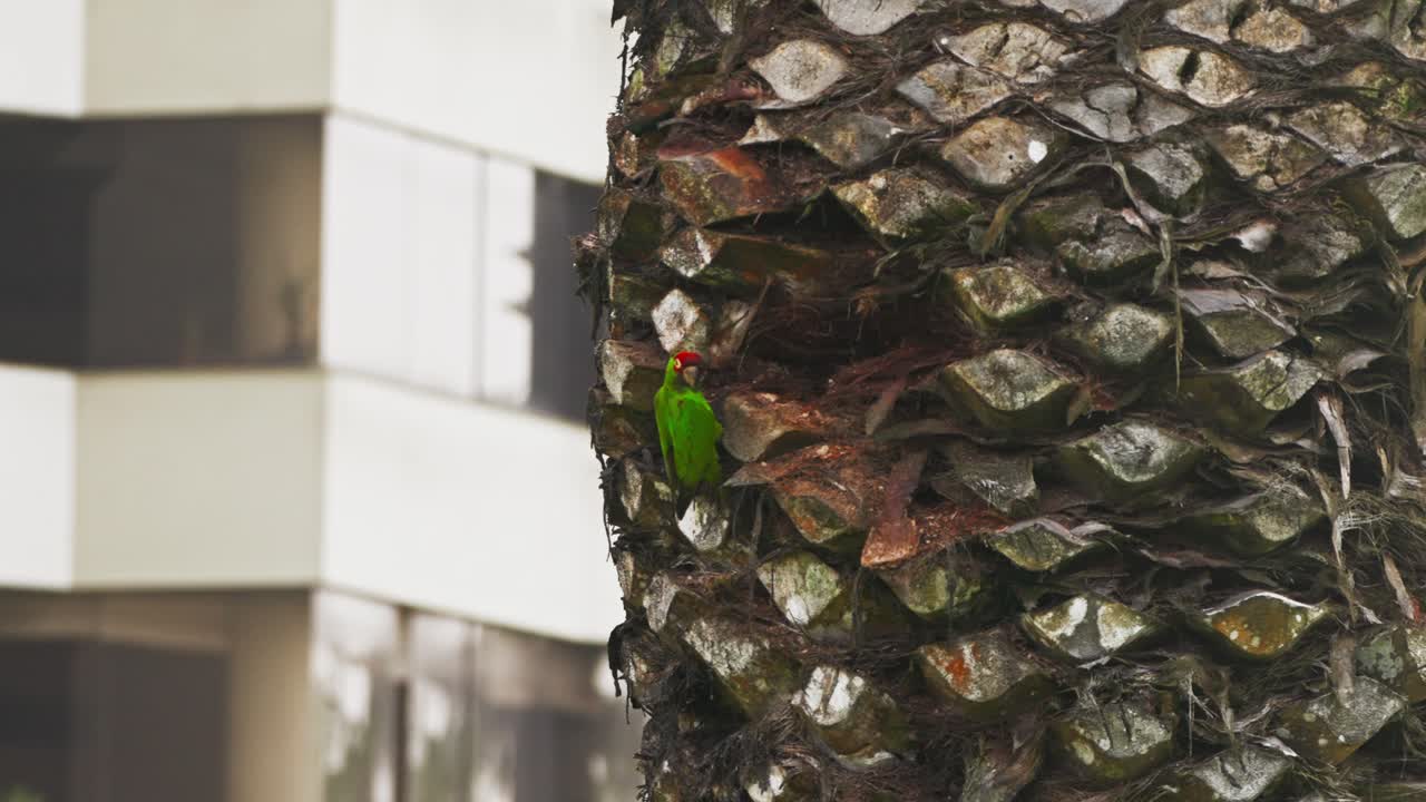 Red-headed parrot perched on palm tree in Lima, Peru, blending nature with urban scene