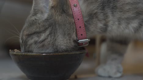 tabby cat tries to eat a spare kibble next to her bowl full of food