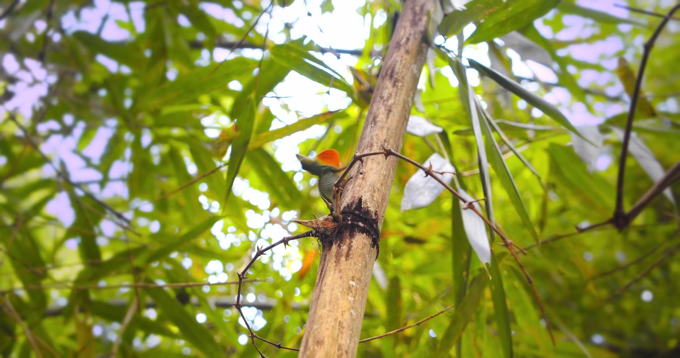 Anolis verde mostrando su colorida papada mientras la cámara se mueve a su alrededor.
