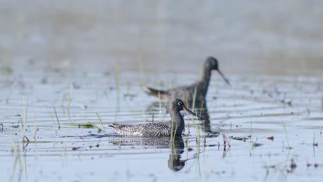 Closeup-of-spotted-redshank-feeding-in-shallow-puddle-during-spring-migration-in-wetlands