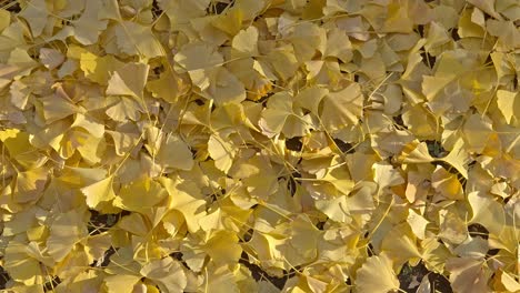 golden ginkgo leaves: autumnal texture