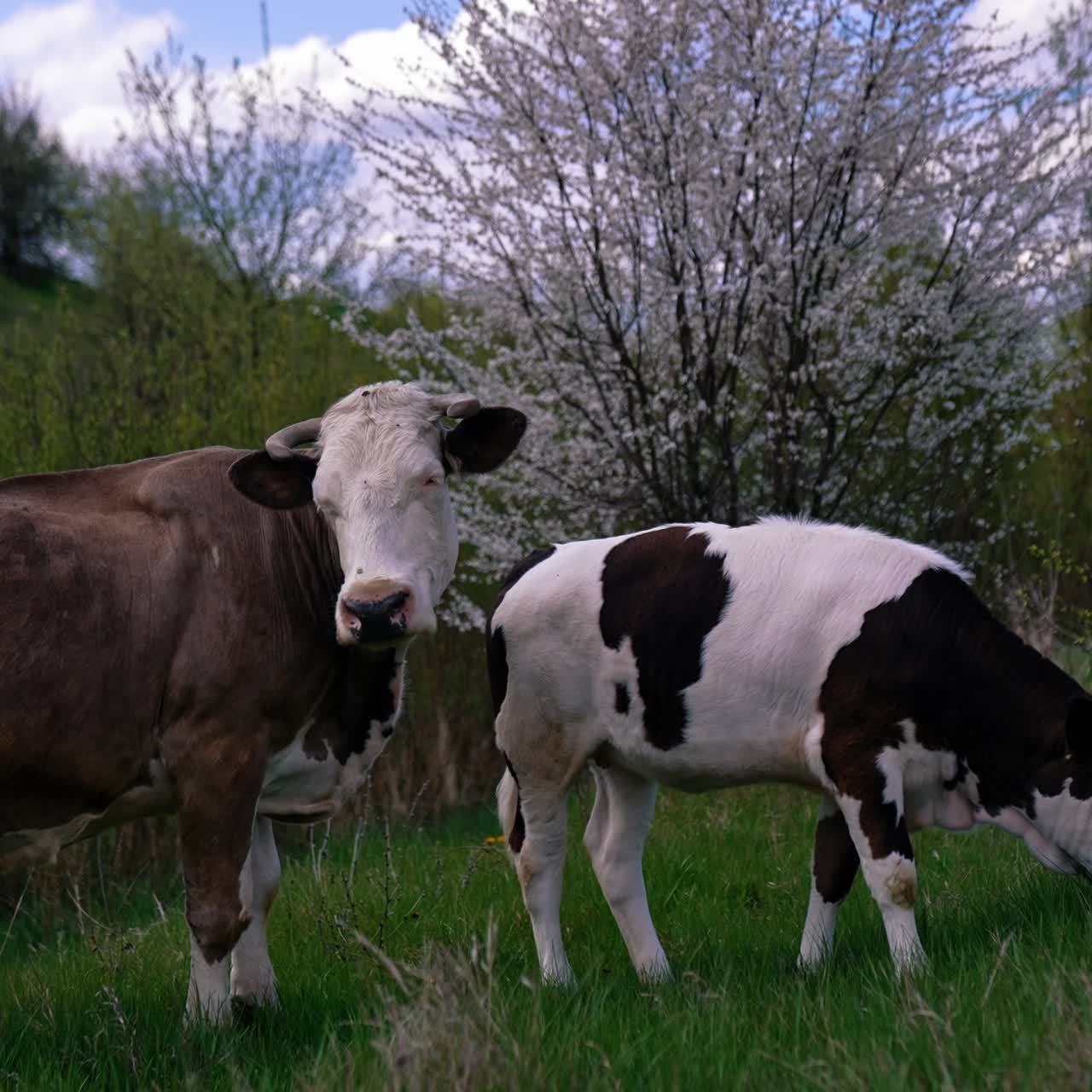 Brown cow and a calf on a meadow. Dairy cow together with a calf eating grass among beautiful nature with blooming tree in spring