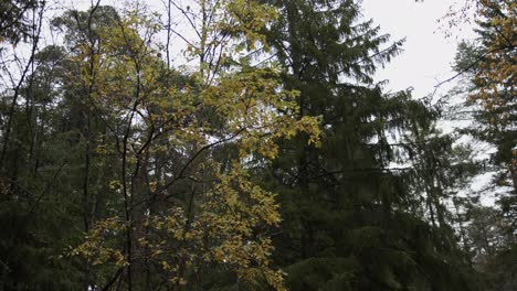 abedul y pinos coloridos en un bosque de otoño