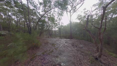 misty forest - early morning fly through