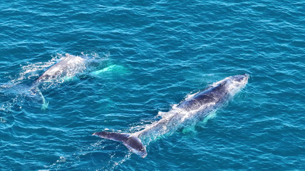 Two humpback whales swim together in clear blue ocean water, captured from above in bright daylight with smooth, steady aerial camera movement