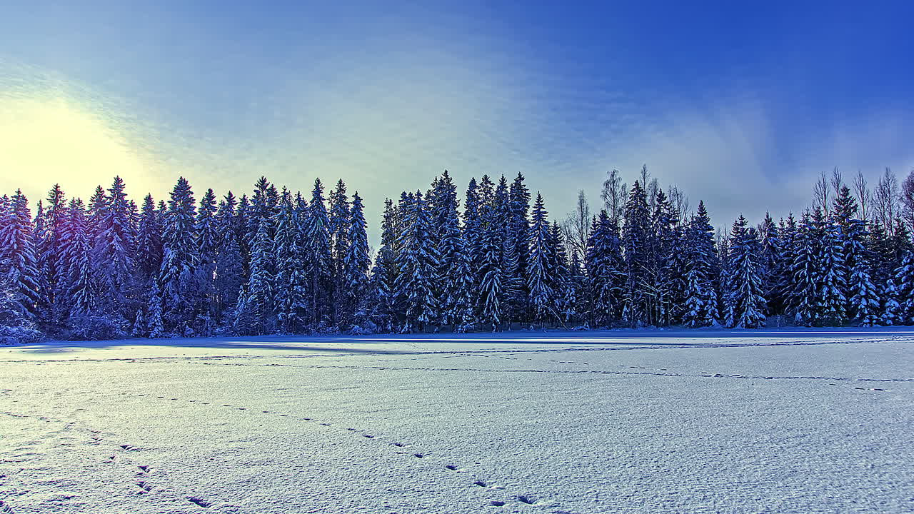 나무와 움직이는 그림자를 던지는 눈  ⁇ 인 풍경을 가로질러 움직이는 태양의 시간 흐름