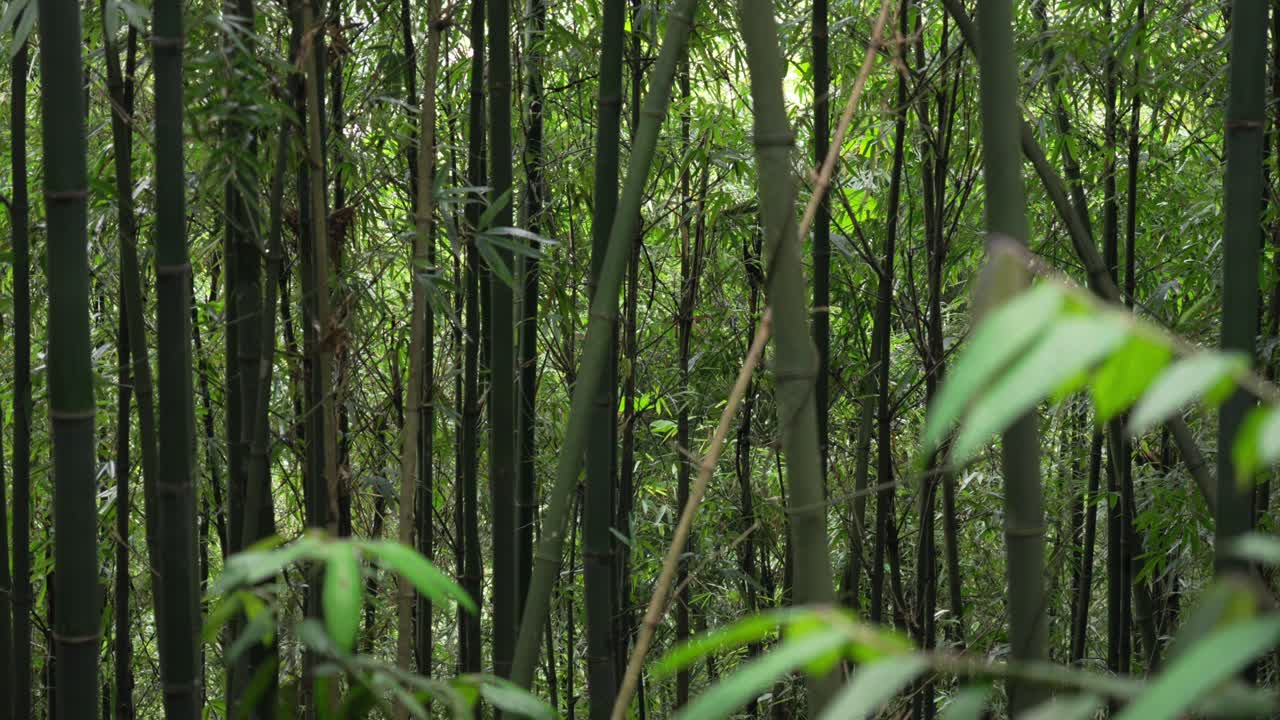 Bamboo forest stems tree wood woodland rainforest Sapa Vietnam nature outdoor