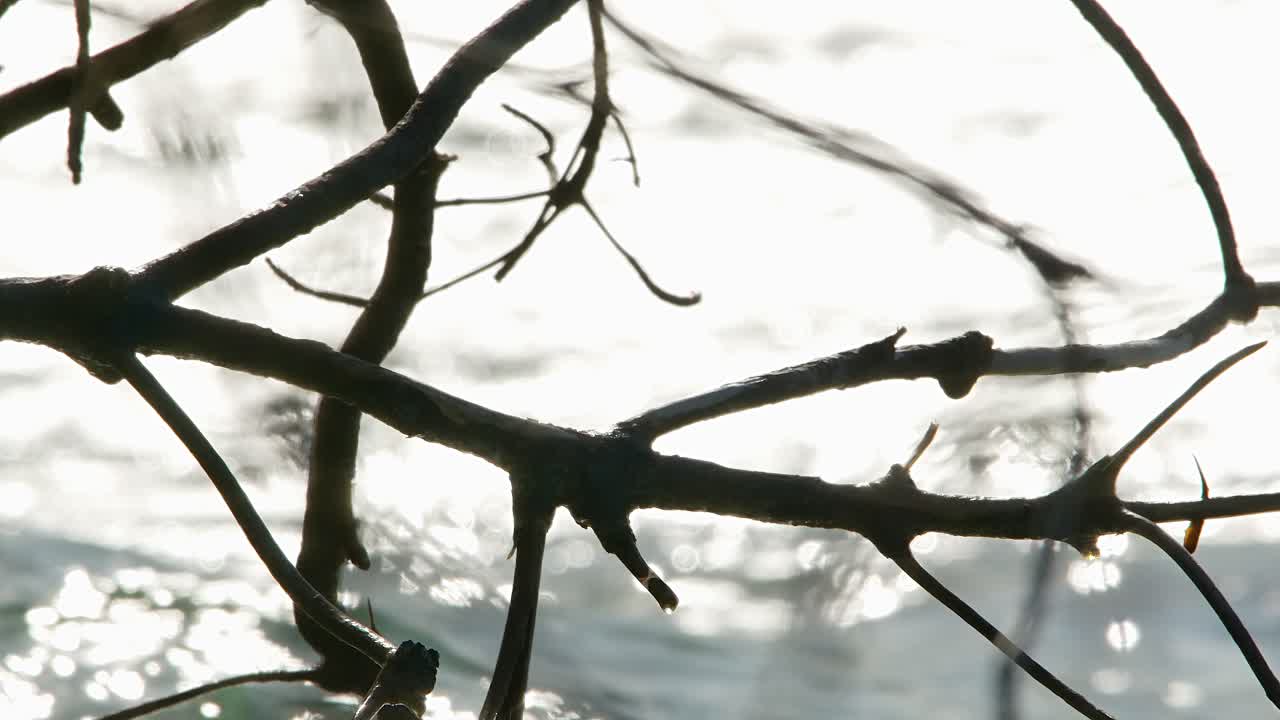 Sharp jagged mangrove branch roots backlit by glistening bright sunlit ocean waves