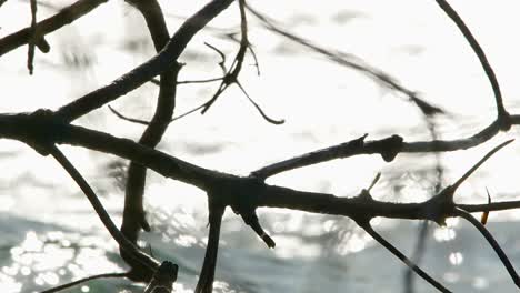 sharp jagged mangrove branch roots backlit by glistening bright sunlit ocean waves