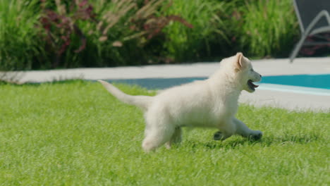 Energetic-golden-retriever-puppy-frolicking-on-the-green-lawn-in-the-backyard-of-the-house