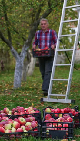 adult male walks by the garden holding a box full of red apples. man brings all the boxes with fruit in one spot. vertical video