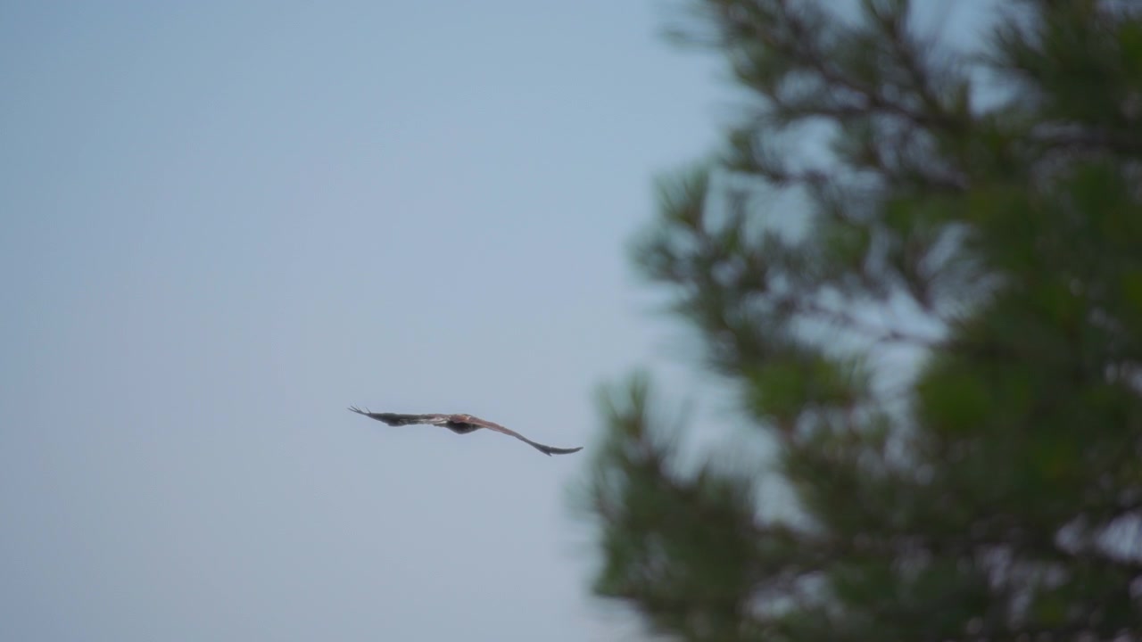 Aigle royal volant entre les arbres dans la forêt