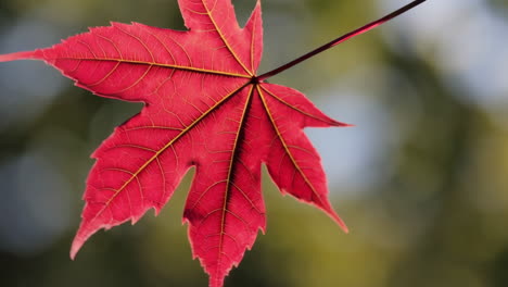vibrant red maple leaf