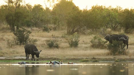 wide shot of a herd of cape buffalo drinking with a group of hippos in the fore ground, greater kruger