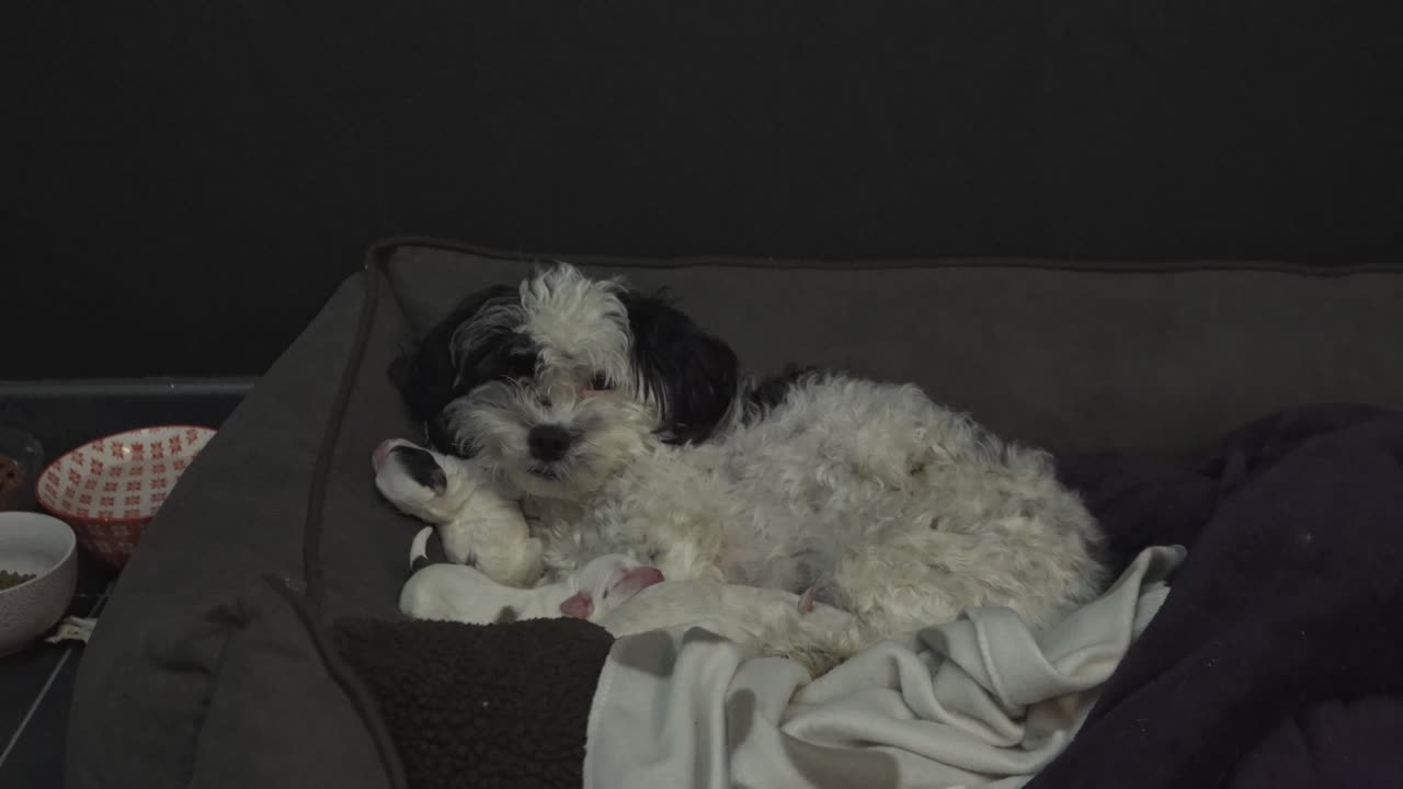 dog with her just born puppies