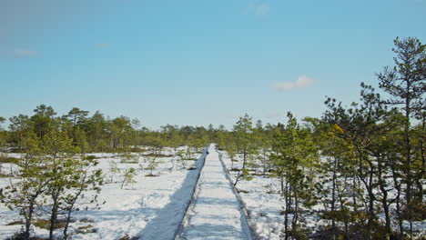 a serene sunlit winter hiking trail in an estonian bog. concept of clean nature and a harmonious tranquil environment