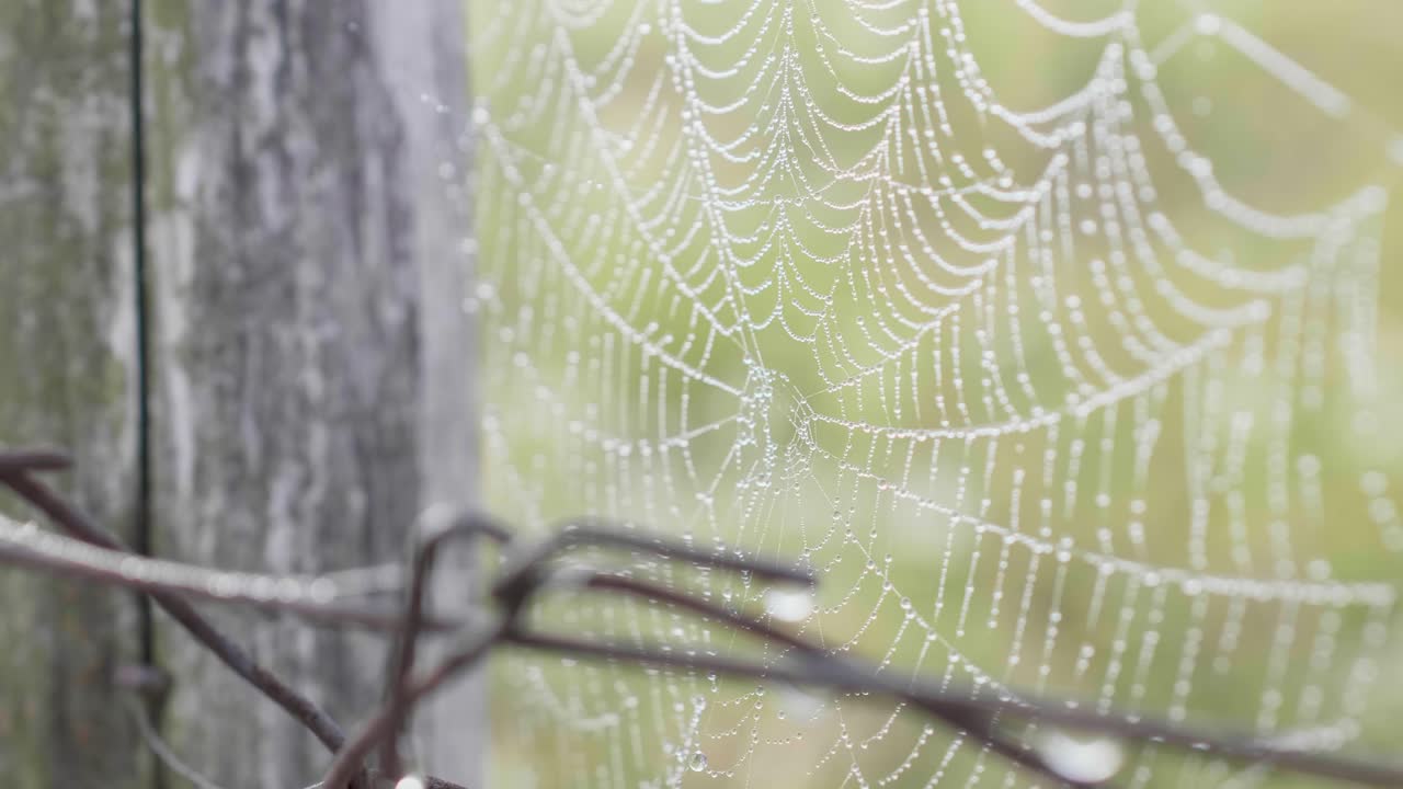 Spider web with interesting pattern on a metal fence with green grass in the blurred background.