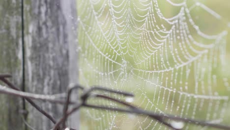 spider web with interesting pattern on a metal fence with green grass in the blurred background.