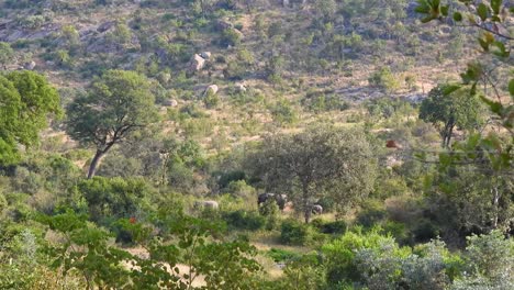 a herd of elephants was discovered in the bush far away