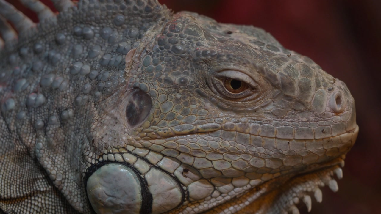 Close-up Portrait of a Green Iguana's Head and Scales