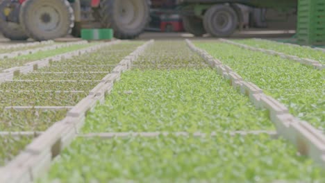 un montón de pequeñas plantas de lechuga en cajas en el suelo - un tractor en el fondo