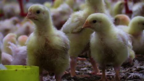 Close-up-of-many-newborn-yellow-chicks-crammed-walking-among-birds-feces-in-poultry-industrial-house