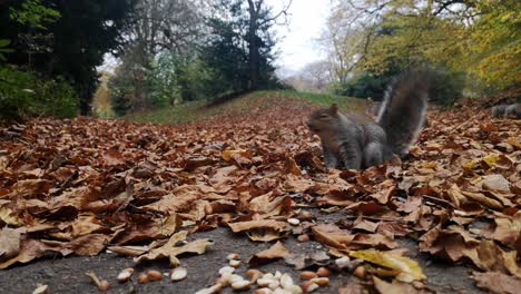 friendly squirrels foraging for peanuts between red autumn leaves on park pathway