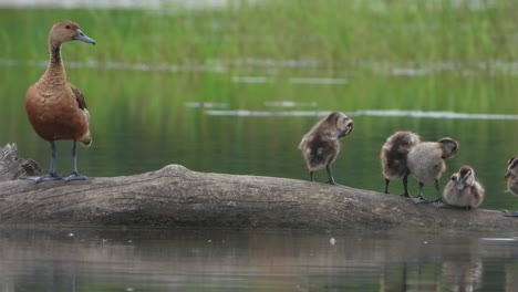 Whistling-duck---pond---relaxing---chilling-