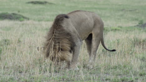 Pareja-De-Leones-Durante-El-Cortejo:-Macho-Estirando-El-Cuerpo-Junto-A-La-Hembra-Acostado-En-Hierba-Seca,-Olfateando-Su-Orina