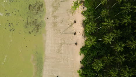 Aerial-top-down-palm-tree-sand-beach-lonely-isolated-in-Khao-Lak-villages,-Takua-Pa-District-Phang-Nga-Province,-Thailand-Asia
