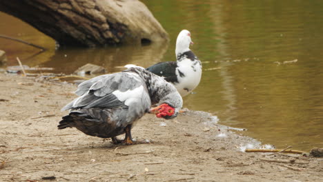 dos patos junto al agua