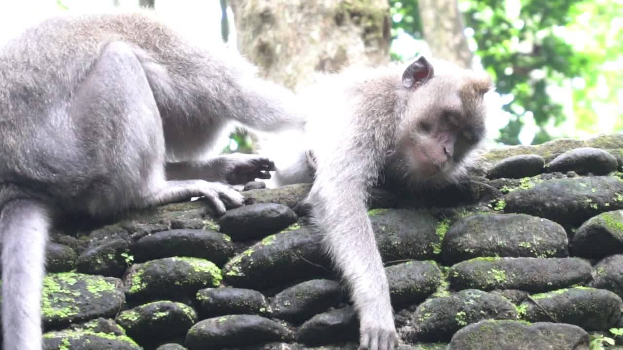 mono balinés masajeando a otro mono en una pared en el bosque de monos, bali, indonesia