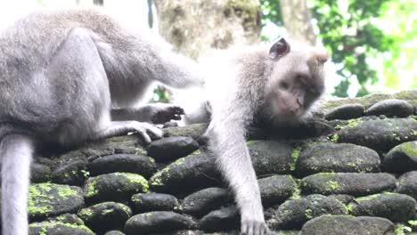 Balinese-monkey-massaging-another-monkey-on-a-wall-in-Monkey-Forest,-Bali,-Indonesia