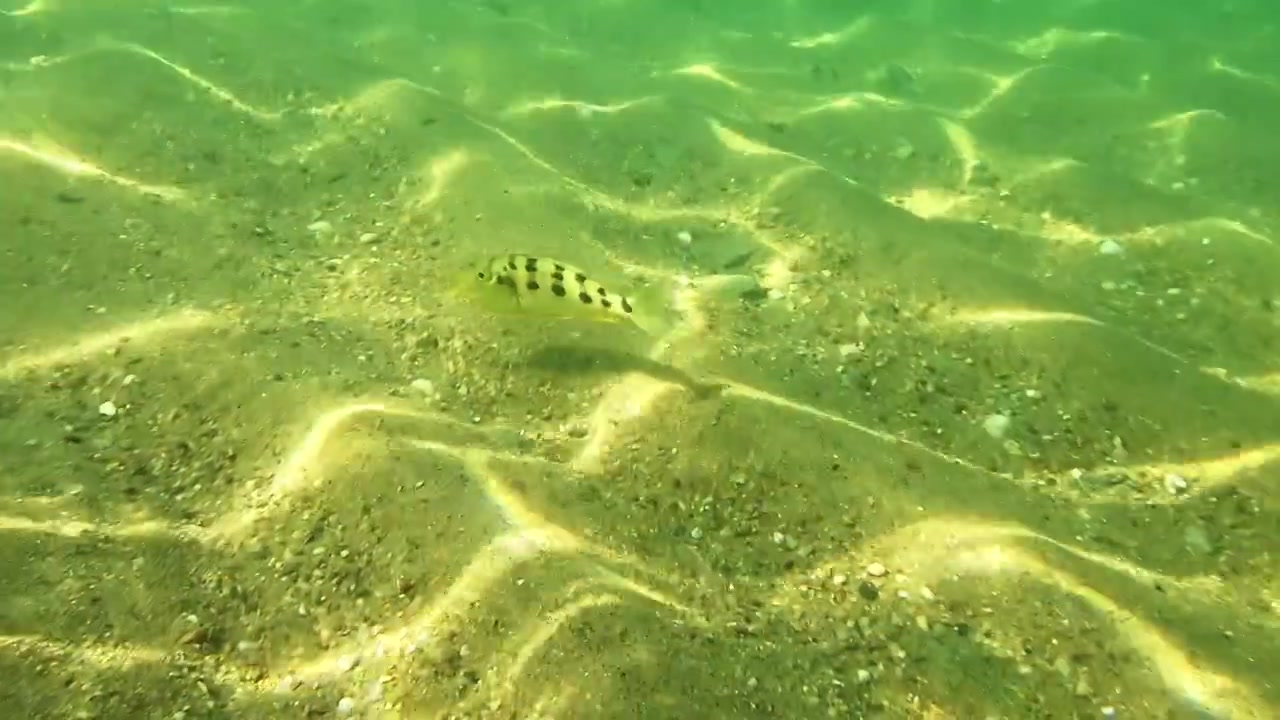 Underwater view of a yellow spotted mother cichlid gathering a school of baby fish into her mouth for protection over the sandy bottom of Lake Malawi.