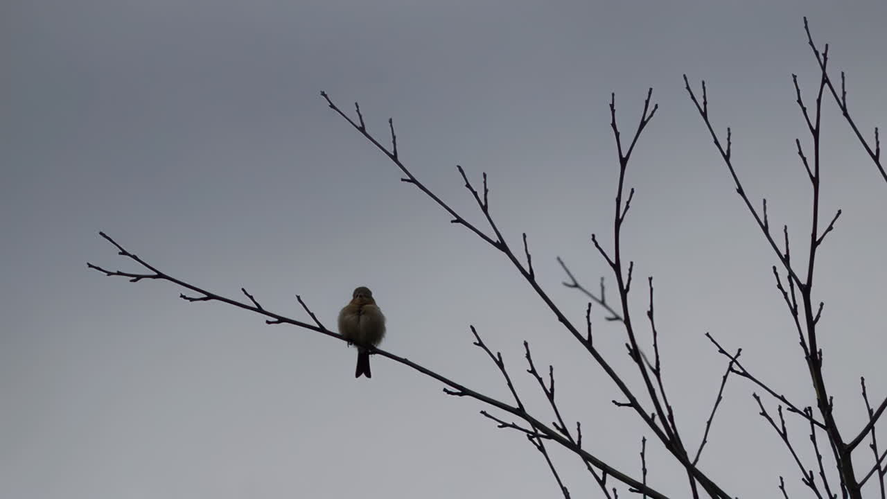 Small Bird on Bare Branches