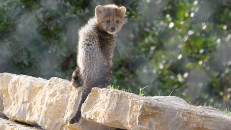 cute baby cheetah acinonyx jubatus on a rock turning around to the camera.