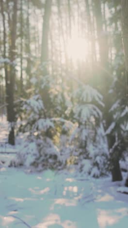 luz del sol del bosque nevado