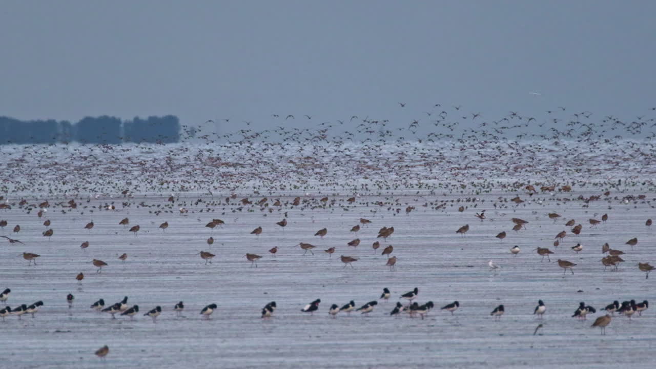 Birds in water and land at Snettisham Nature Reserve, Norfolk UK, Slow motion, 4K, with Knots, Oyster Catchers and Terns