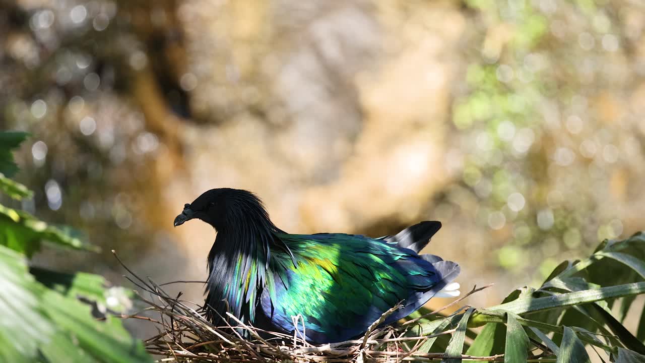 니코바르 비둘기가 자연 서식지에서 둥지에 휴식을 취하고 있습니다.