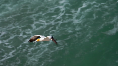 ganet bird in flight over ocean, hunting in new zealand