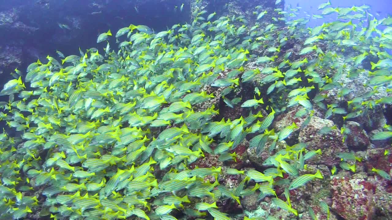 huge school of bluestripe snappers in a rocky underwater landscape covered with reddish algae, wide angle shot